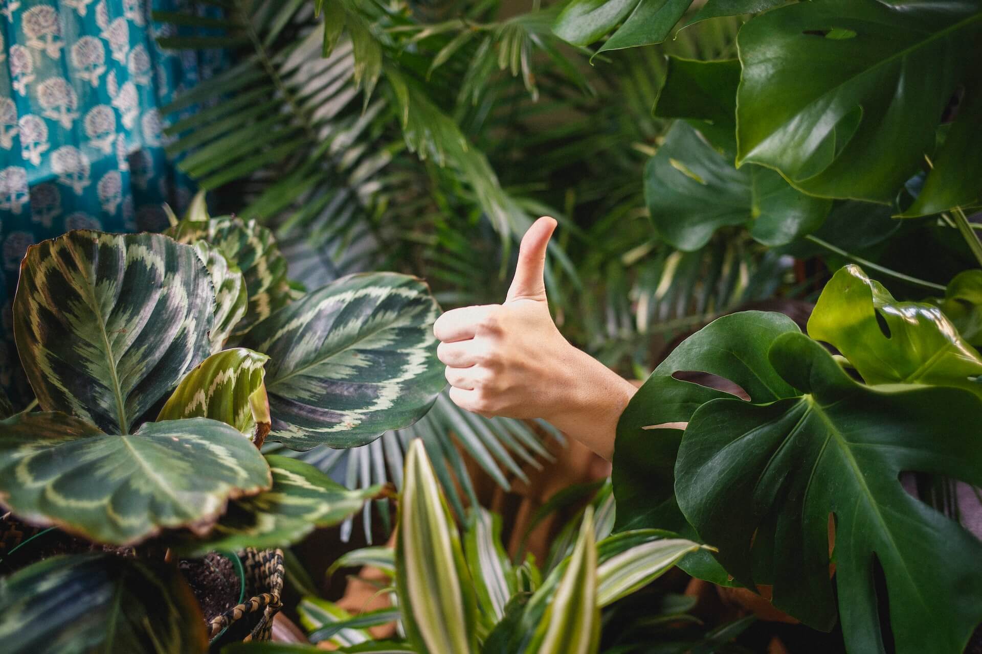 Thumbs up from somebody in an office, somewhat overrun with plants.